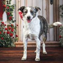 Thumbnail photo of Sadie June #4