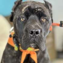 adopt-pet