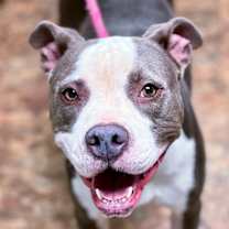 Thumbnail photo of Piper #4