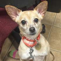 Thumbnail photo of Lady Dolly of NJ #1