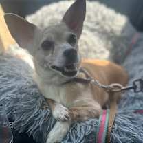 Thumbnail photo of Lady Dolly of NJ #3