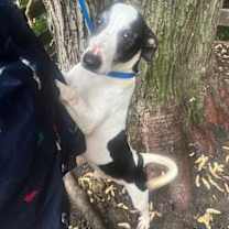 Thumbnail photo of Huckleberry Finn #3