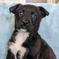 Thumbnail photo of Snuffles #3