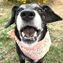 adopt-pet