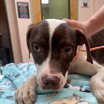 Thumbnail photo of Josephine #2