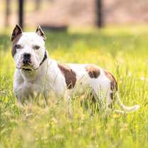 Thumbnail photo of Chewy #1