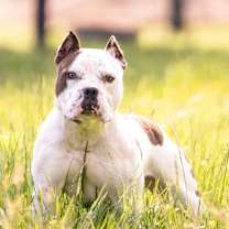 Thumbnail photo of Chewy #2