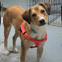 Thumbnail photo of Lady A #1