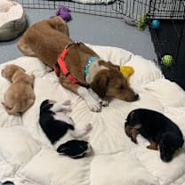 Thumbnail photo of Lady A #2