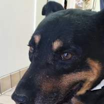 Thumbnail photo of GEORGE #2