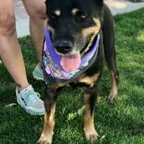 Thumbnail photo of GEORGE #2