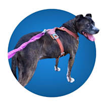 Thumbnail photo of Charlie #2