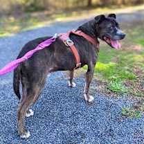 Thumbnail photo of Charlie #3