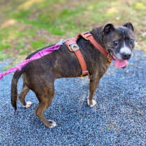 Thumbnail photo of Charlie #4