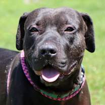 Thumbnail photo of Darius #4