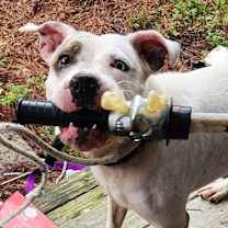 Professor  Minerva Mcgonagall