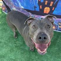 Thumbnail photo of Chavo #3