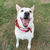 adopt-pet