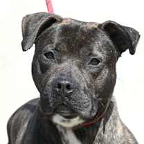 Thumbnail photo of BILLY #1