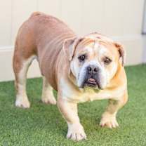 Thumbnail photo of MEATHEAD #1