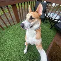 Thumbnail photo of Scout #1