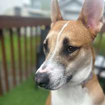 Thumbnail photo of Scout #2