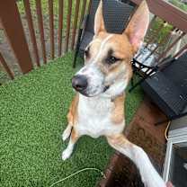 Thumbnail photo of Scout #3