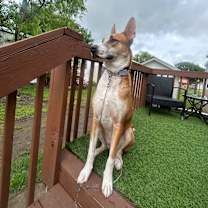 Thumbnail photo of Scout #4