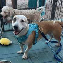 adopt-pet