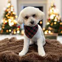 Thumbnail photo of Matisse #1