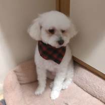 Thumbnail photo of Matisse #4