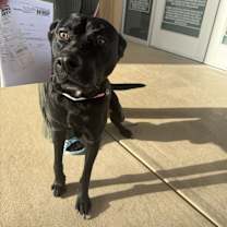 Thumbnail photo of Koba #3