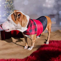 Thumbnail photo of Zina #3