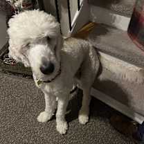 adopt-pet