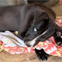 Thumbnail photo of Harper Lea #3