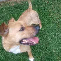 Thumbnail photo of HOWIE #2