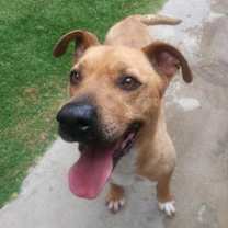 Thumbnail photo of HOWIE #1