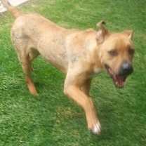 Thumbnail photo of HOWIE #4