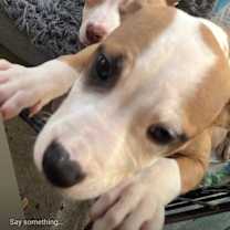 Thumbnail photo of Piper #1