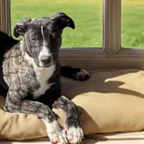 Thumbnail photo of Dahlia #2