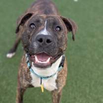 Hopper IX (in foster)