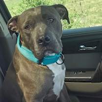 Thumbnail photo of Saint *Courtesy Post* #3