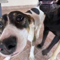 adopt-pet