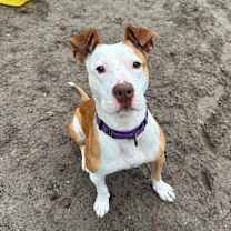 Thumbnail photo of Paige 26774 #3