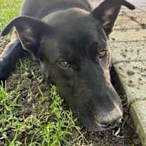 Thumbnail photo of Hank #3