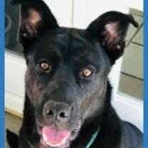 Thumbnail photo of Hank #1