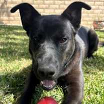 Thumbnail photo of Hank #2