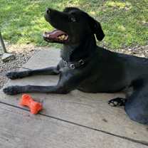 Thumbnail photo of Garnet #3