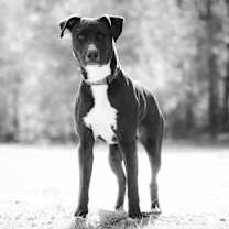 Thumbnail photo of Rambo #1