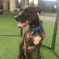 Thumbnail photo of Shell AKA Cookie 6428 #4